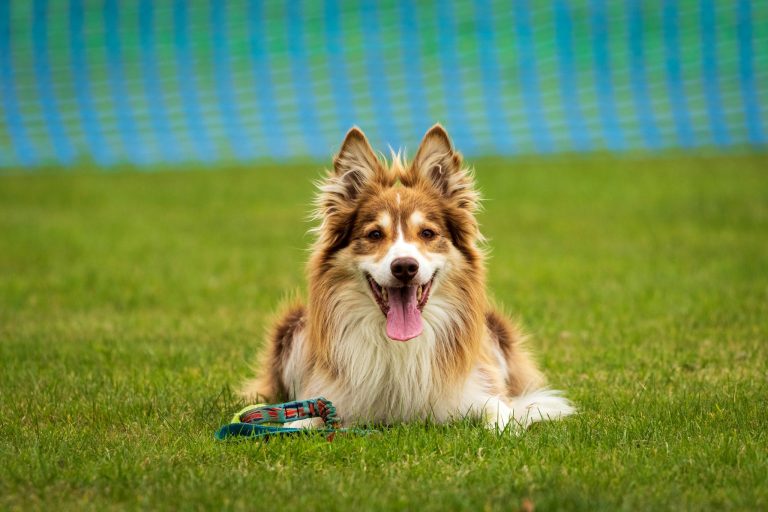 Best Dog Training Classes