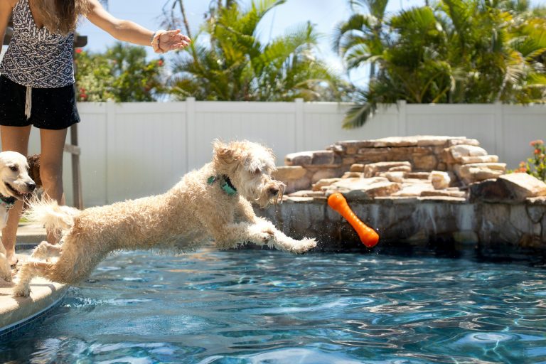 Best Dog Water Toys