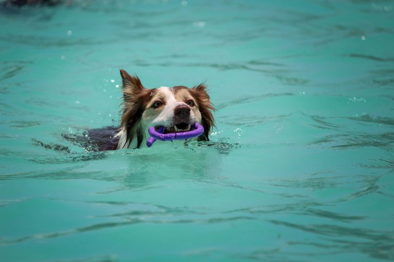 Do dogs need water toys