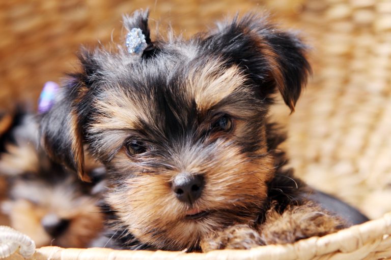 Dog Breeds for Apartments