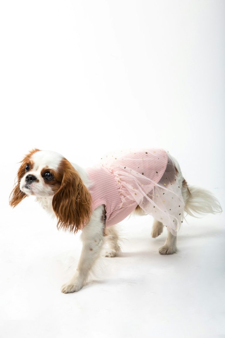 Dog Clothes for Small Breeds