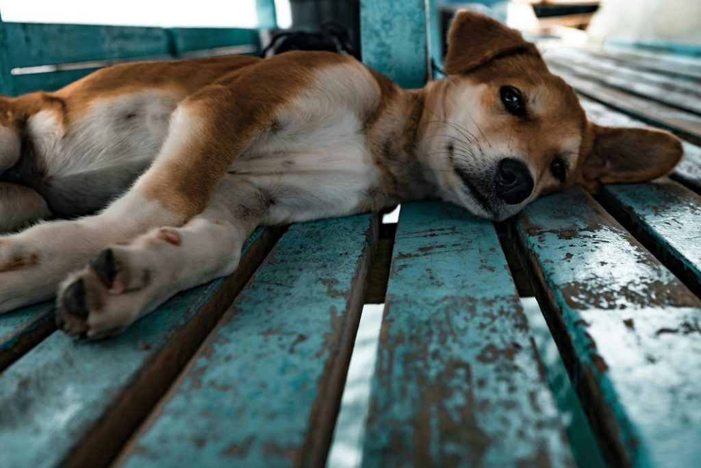 Dog Gets Bored of Food Quickly