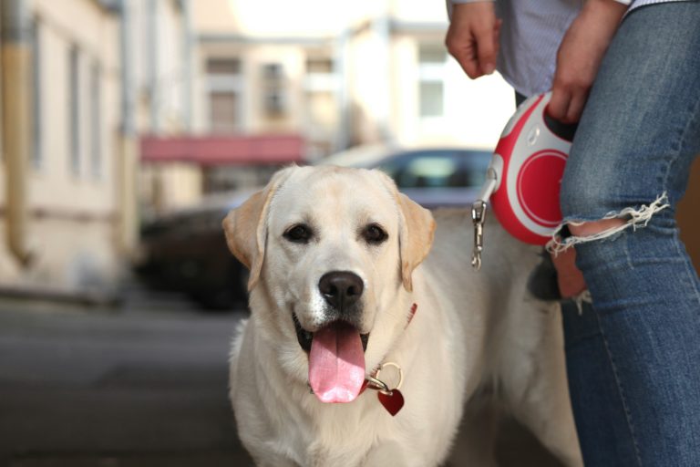 How to Teach Your Dog to Walk on a Lead