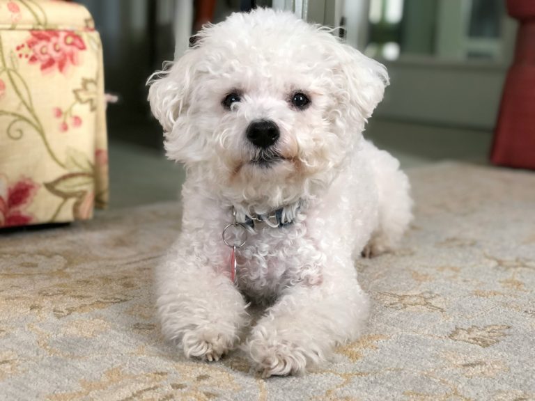 Hypoallergenic Small Dog Breeds