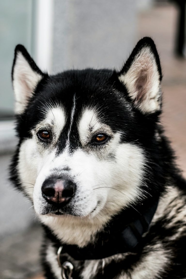 Territorial Dog Training