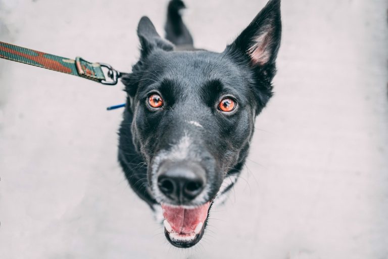 anxious dog pulling on leash