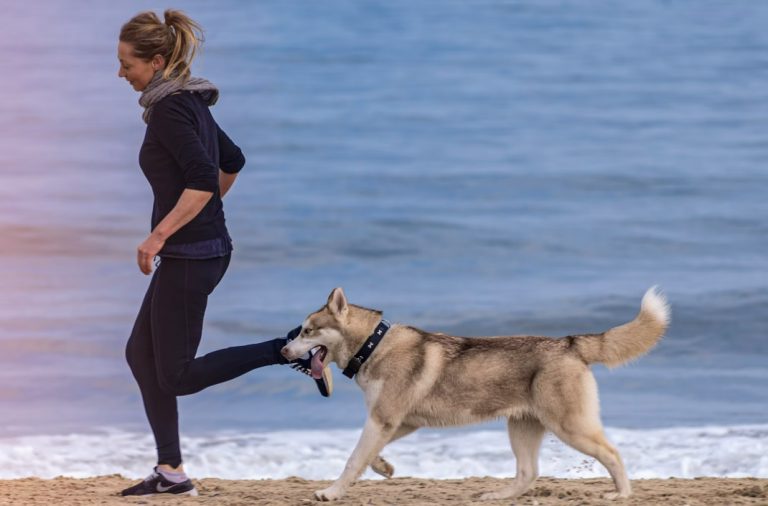 How Long After Exercise Can a Dog Eat