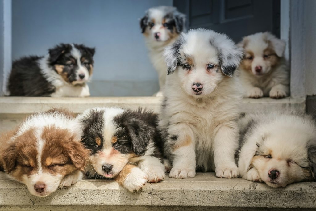 How to Train Your Puppy to Go Potty Outside