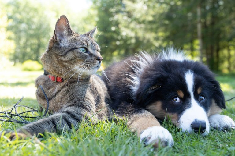 Introducing a dog to a cat home