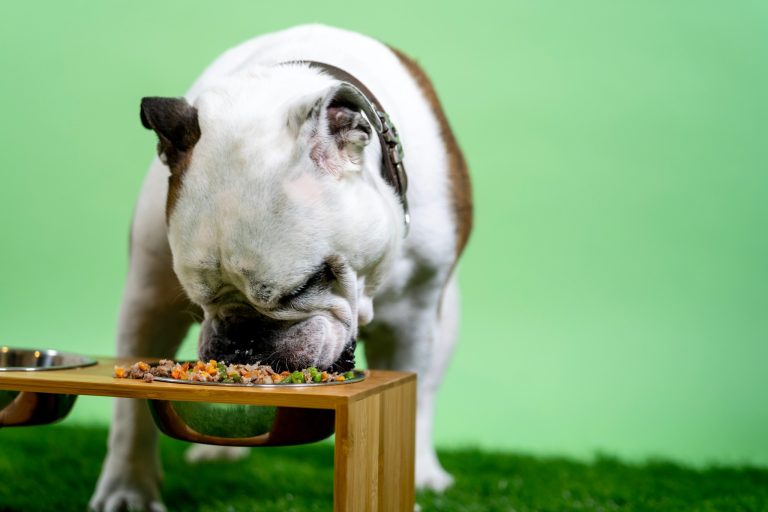 how to make your own healthy dog food